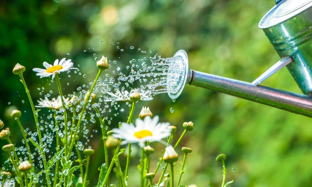 gardening